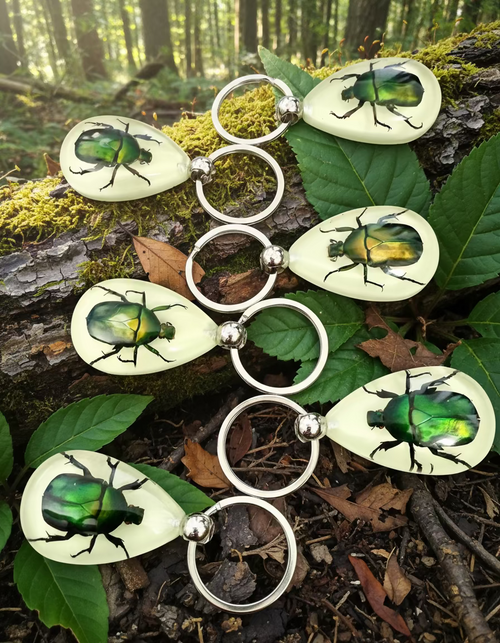 Beetle bug Keychain/ real bug/甲虫/金龟子/匙扣