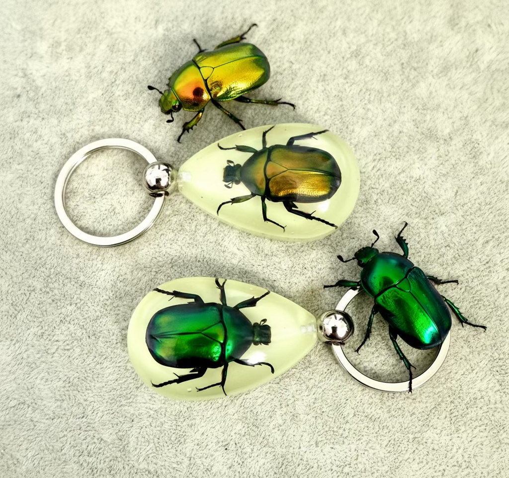 Beetle bug Keychain/ real bug/甲虫/金龟子/匙扣